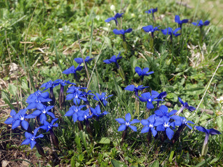 Frühlingsenzian - spring gentian - Gentiana verna