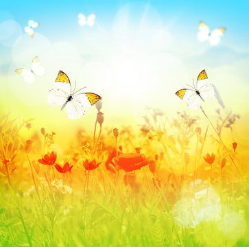 Butterfly and summer meadow