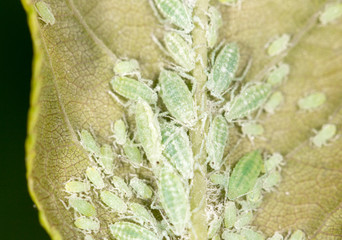 aphids on a green leaf. close