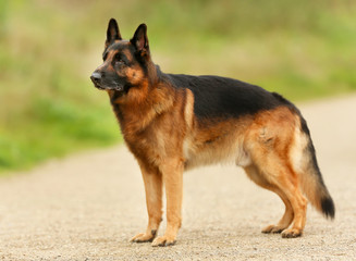 Naklejka na ściany i meble Adult German Shepherd Dog