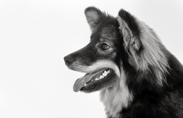 Finnish lapphund dog