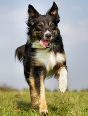 Fototapeta premium Border Collie Dog