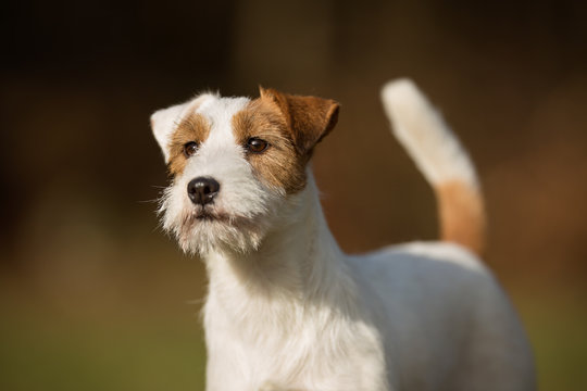 Purebred Jack Russell Terrier dog
