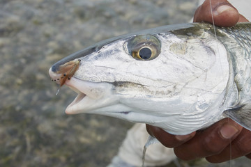 Bonefish Head with Fly in Mouth