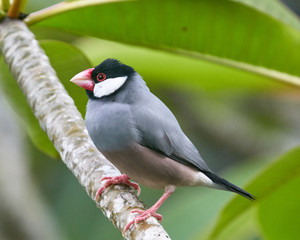 Java Sparrow Perched on Plumeria Branch