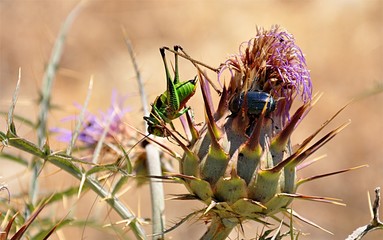 Grasshopper green and flowered thistle
