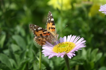 Papillon sur une fleur