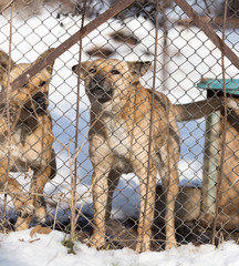 angry dog behind a fence