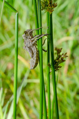 leere Libellenlarven-Hülle nach Metamorphose