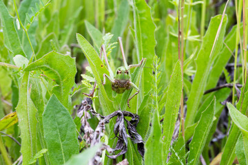 green grasshopper in a thicket of grass