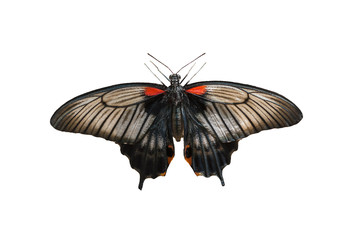Obraz premium Female of Great mormon (Papilio memnon) butterfly isolated on a white background