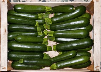 Cassetta di zucchine