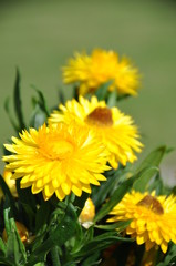 Yellow strawflowers in the garden