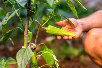Green pepper