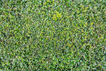 Fototapeta premium Green leaves wall background,Process with filter