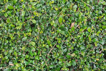 Green leaves wall background,Process with filter