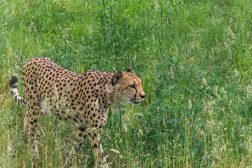 Gepard in the wild