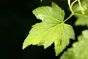 leaves on a black background. close