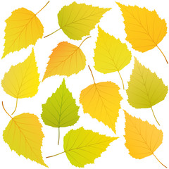 autumn leaves of birch