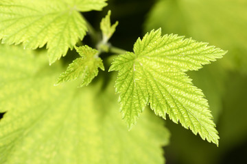 leaf in the nature. close