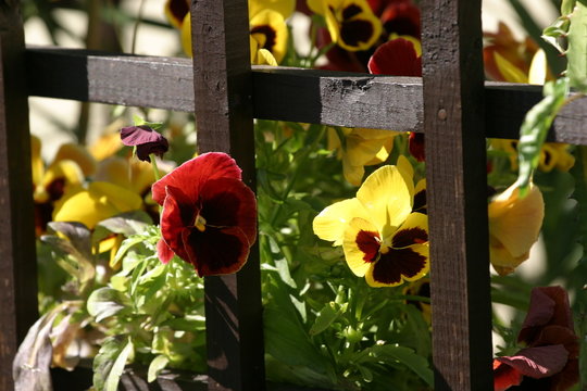 Fiołek ogrodowy, bratek ogrodowy, bratek (Viola &times;wittrockiana Gams)