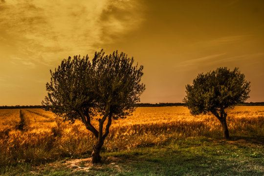 coucher de soleil sur les oliviers