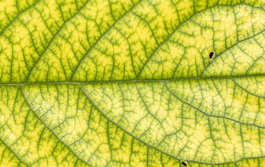 leaf in the nature. close