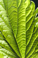 Obraz premium leaf in the nature. close