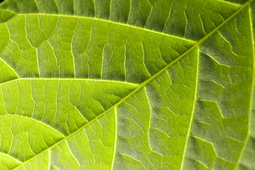 leaf in the nature. close