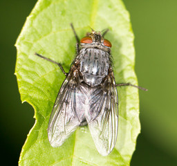 fly on a green leaf. close