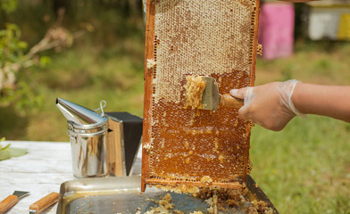 frame honey