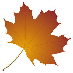 autumn maple leaf