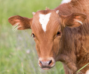 portrait of a cow