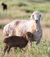 sheep in the pasture