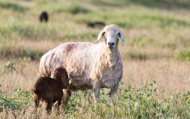 sheep in the pasture