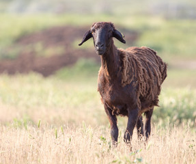 Fototapeta premium sheep in the pasture