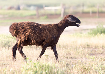 sheep in the pasture