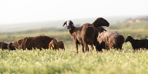 sheep in the pasture
