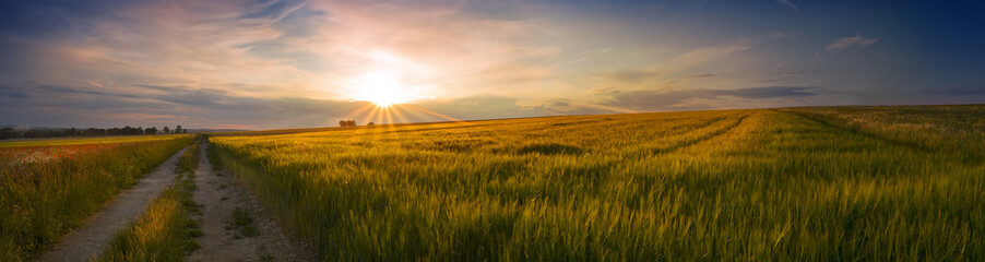 Panoramic view of the sunset on the field of grain