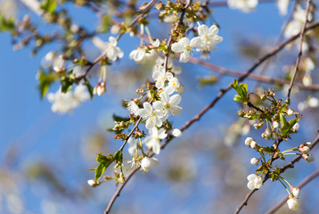 white flowers on the tree in nature