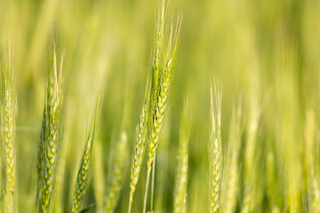 ears of wheat on the nature
