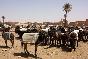 Maroc, les ânes 4