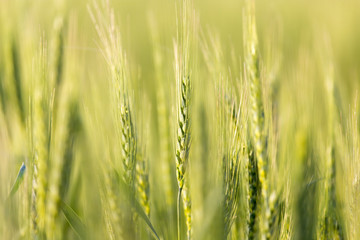 ears of wheat on the nature