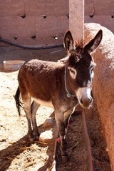 Maroc, les ânes