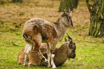 Twee bokken knus bij elkaar.