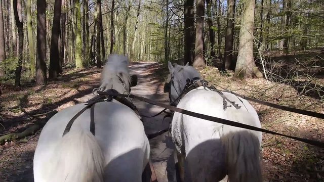 Blick vom Kutscher auf die Zügel und Rücken der Zugpferde bei einer Kutschfahrt durch den Wald mit einer Pferdekutsche im Urlaub zur Entspannung