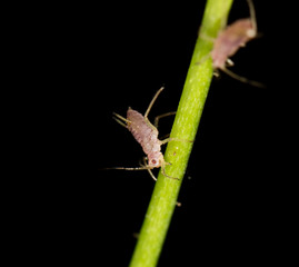 aphids on the plant. close