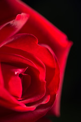 red rose as a background. close