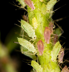 aphids on the plant. close