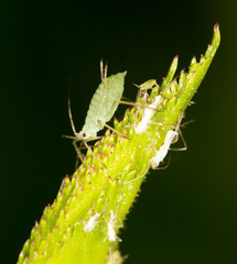 aphids on the plant. close